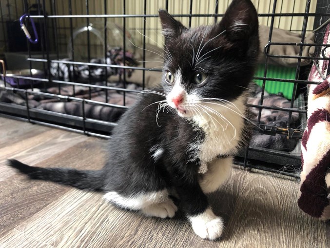 Kitten saved at zoo