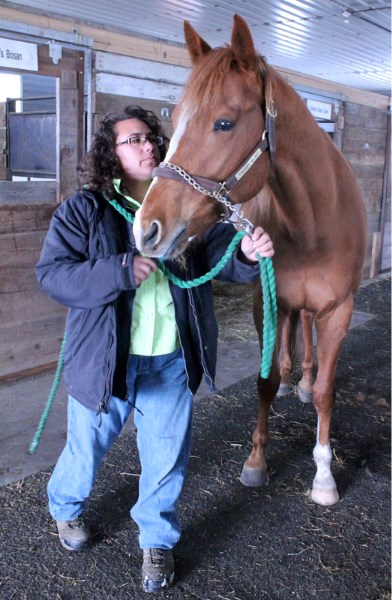 Nicole Pulu, farm manager of Harvest Willow stables west of Olds, grooms Tinner&#8217;s Secret, the four-year-old grandson of one of the world&#8217;s most famous racehorses, 