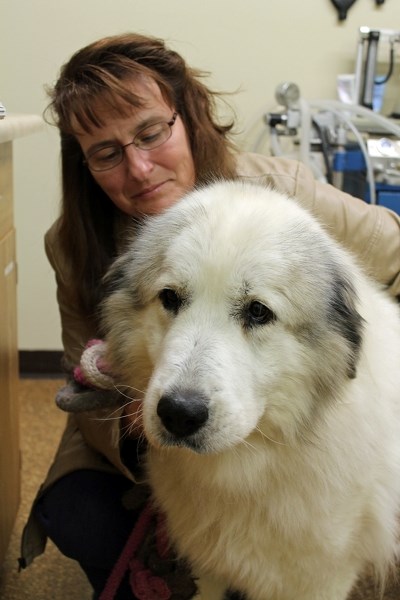 Jacquie, who did not want to have her last name used due to safety concerns, took Solei, a great Pyrenees dog, to her home in the Olds area after she found her living in a