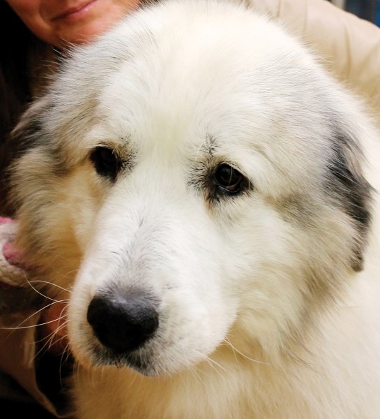 Solei, a great Pyrenees dog, has been in the care of a local woman since the dog was found living in a car last month. CLICK ON PHOTO FOR LARGER IMAGE