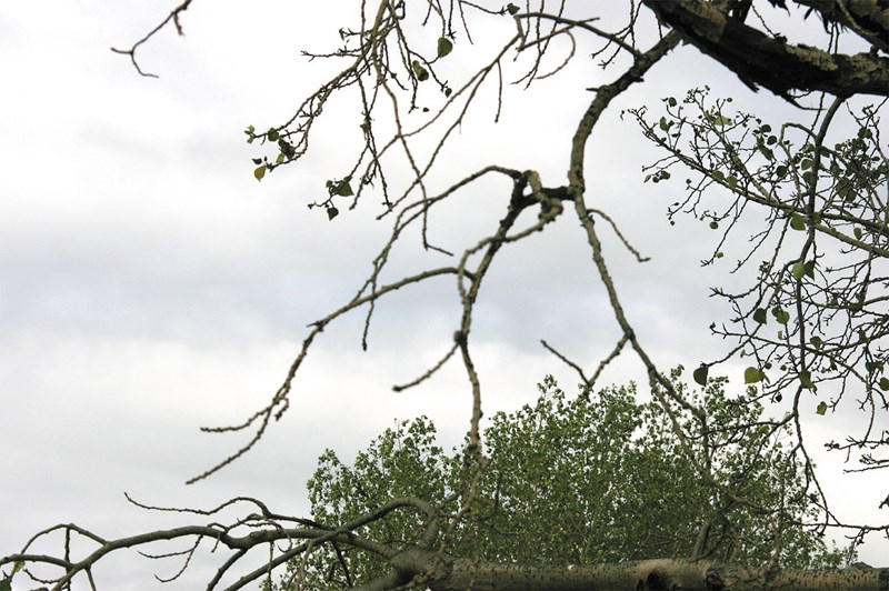 Crews are removing trees along Highway 2A south from Highway 27 today (Dec. 2) until about 3 p.m. Motorists are urged to watch for that work and drive carefully in those