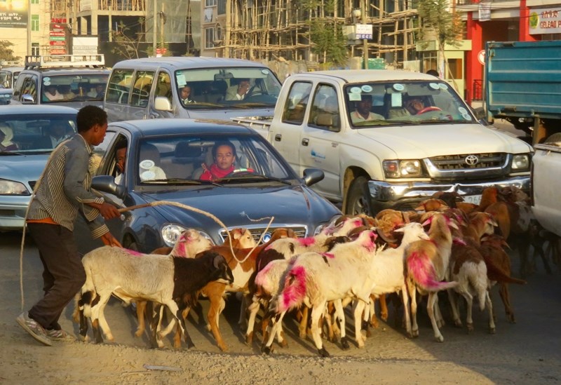 A man herding his goats and sheep through the chaotic traffic in Addis. &#8220;We saw this many times with cattle and other animals,&#8221; Jared Ord says.