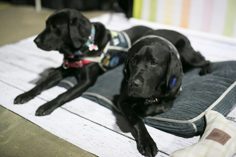 Victims services dogs Lucy, left, and Ringo rest in between photo ops.