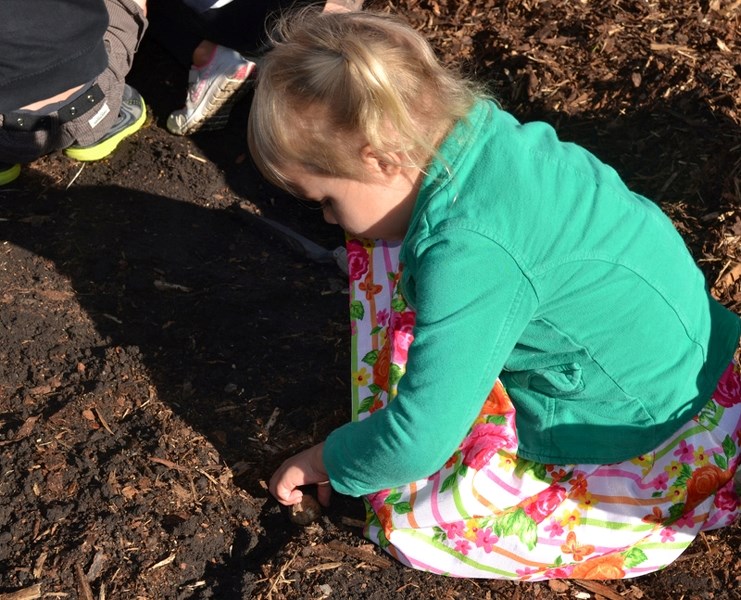 Callie Kemmere, 4, carefully plants a daffodil bulb in Centennial Park in honour of the Olds Institute Community Legacy Fund (OICLF) and Canada&#8217;s 150th birthday.