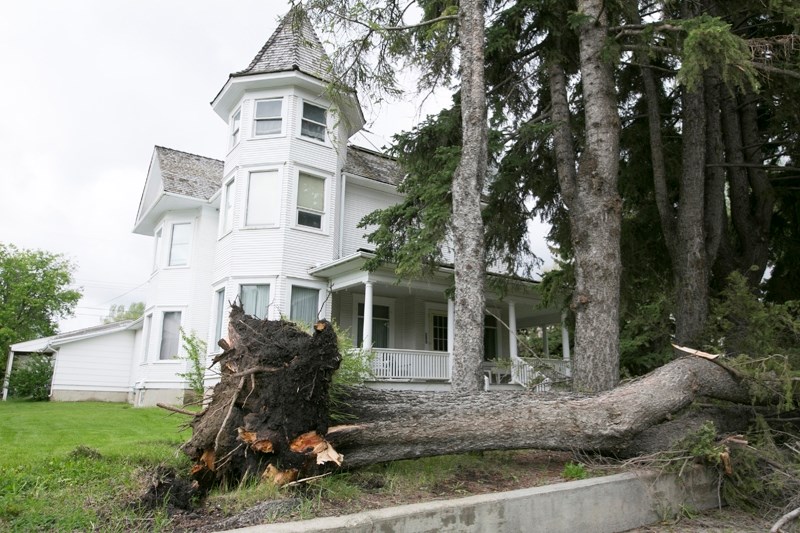 A fallen tree in front of a residence on College Way (50th Street) near Olds College on May 25.