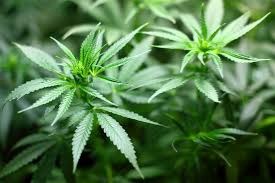 Olds and Bowden mayors are unsure they&#8217;ll get much revenue from the upcoming legalization of recreational marijuana.