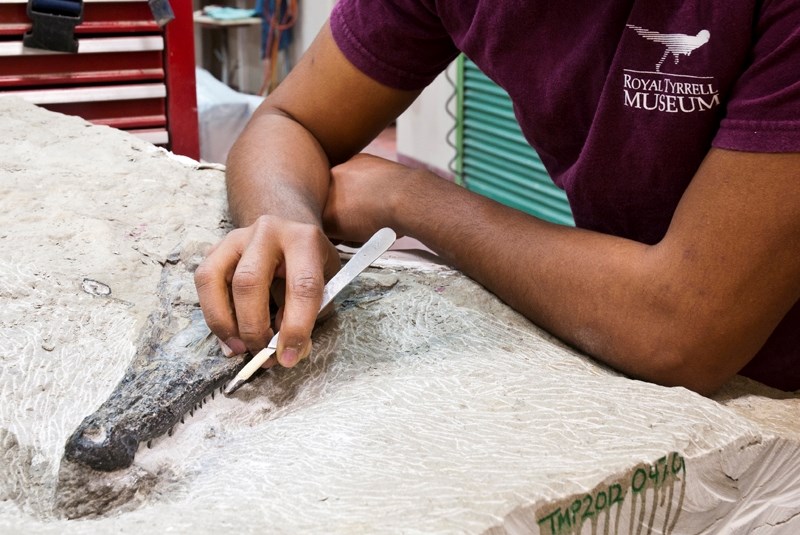 A Royal Tyrell Museum technician exposes more of a champsosoar fossil found on the grounds of Olds College last month.