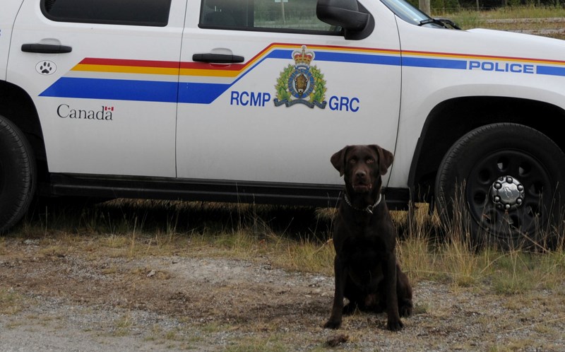 Gus, a four-and-a-half-year-old chocolate Labrador retriever police service dog, is credited with helping the RCMP find between $300,000 and $500,000 in cash (INSET) during a 