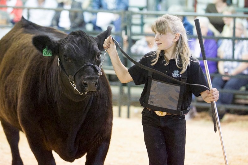 Annelise Corbett walks her steer around the arena during the Eagle heavy weight steer conformation at the Eagle Beef and Multi 4-H Club&#8217;s achievement day at the Cow