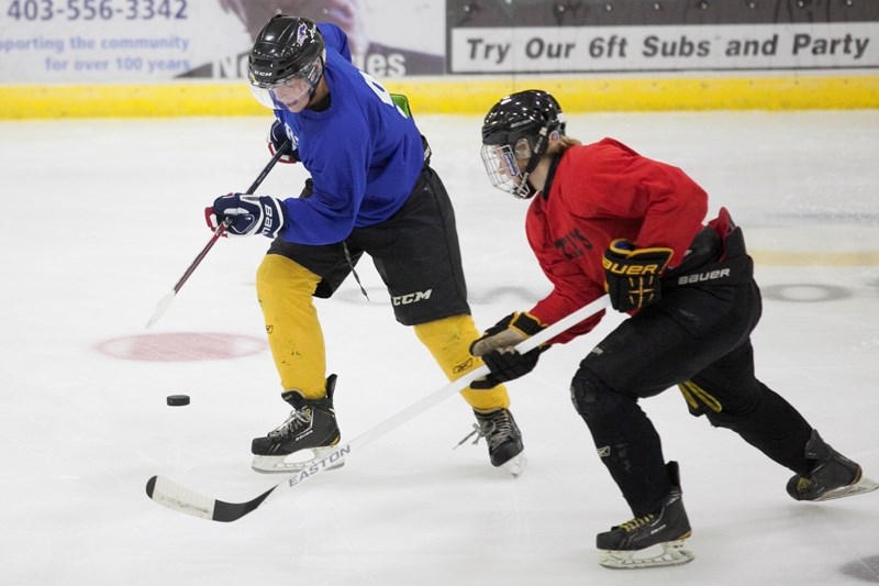 Players hoping to make the cut for this year&#8217;s Olds Grizzlys&#8217; hockey team scrimmage during tryouts at the Olds Sports Complex on Aug. 17.