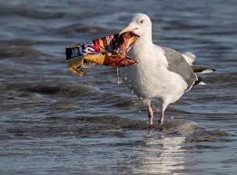 WebPlasticPollutionBird