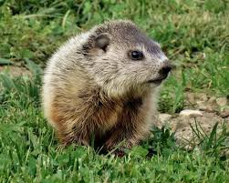 Groundhog