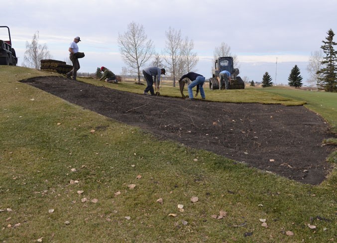 Workers rehabilitate sod adjacent to a green at the Olds Golf Club.