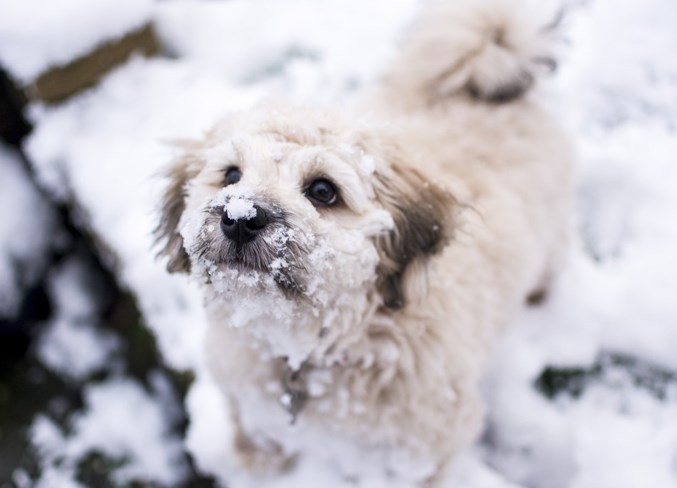 Keep your pets as warm as you are during this deep freeze.