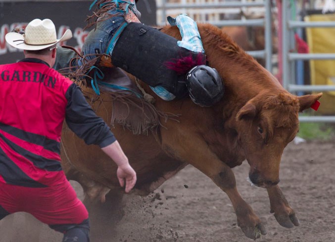 Megan Bergsveinson tries to hold on during her ladies cow riding run.