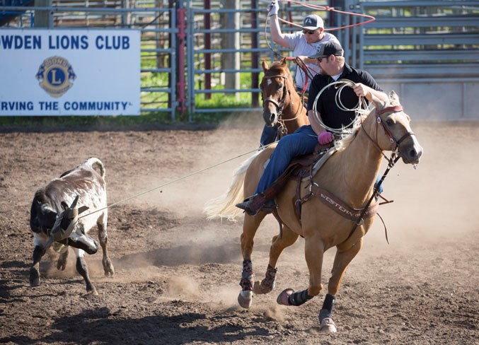 Competitors chase down a steer during the team roping jackpot.