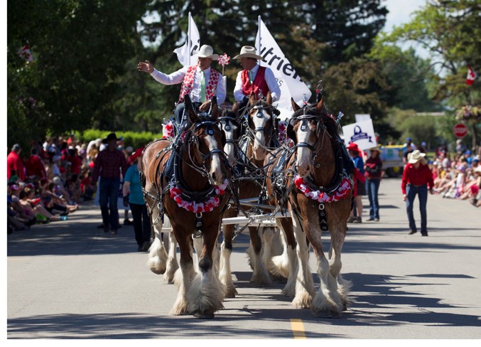 Heavy horses tow a wagon during the Canada Day parade in Olds.