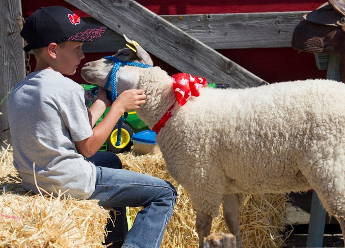 A boy shares a moment with a sheep during the Canada Day parade in Olds.