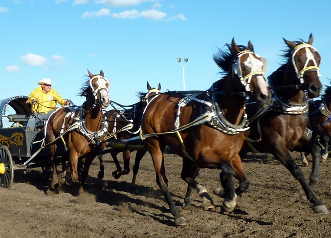 A driver urges his horses on during a chuckwagon race.