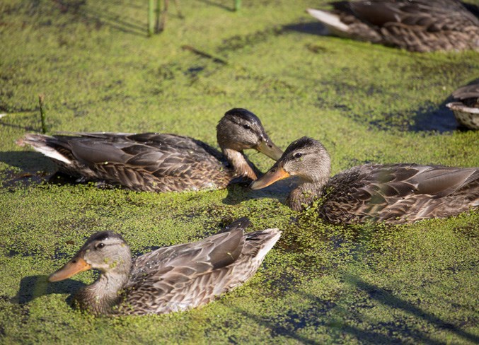 Ducks wade through a pond at the Olds College wetlands on Sept. 4.