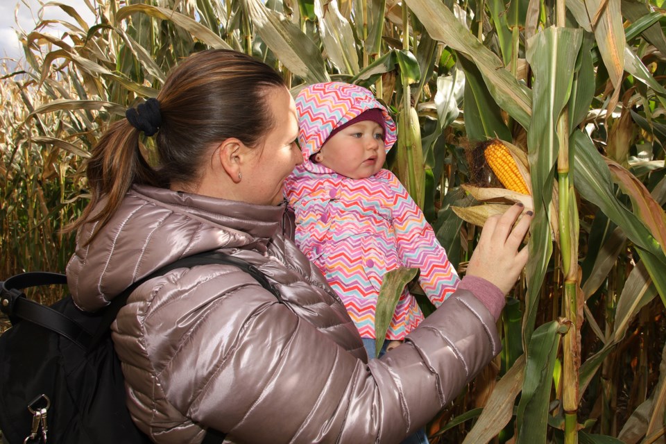 Suzanna Cristian shows her daughter Bianca an ear of corn at Strawberry Creek Farm in Newmarket.  Greg King for NewmarketToday