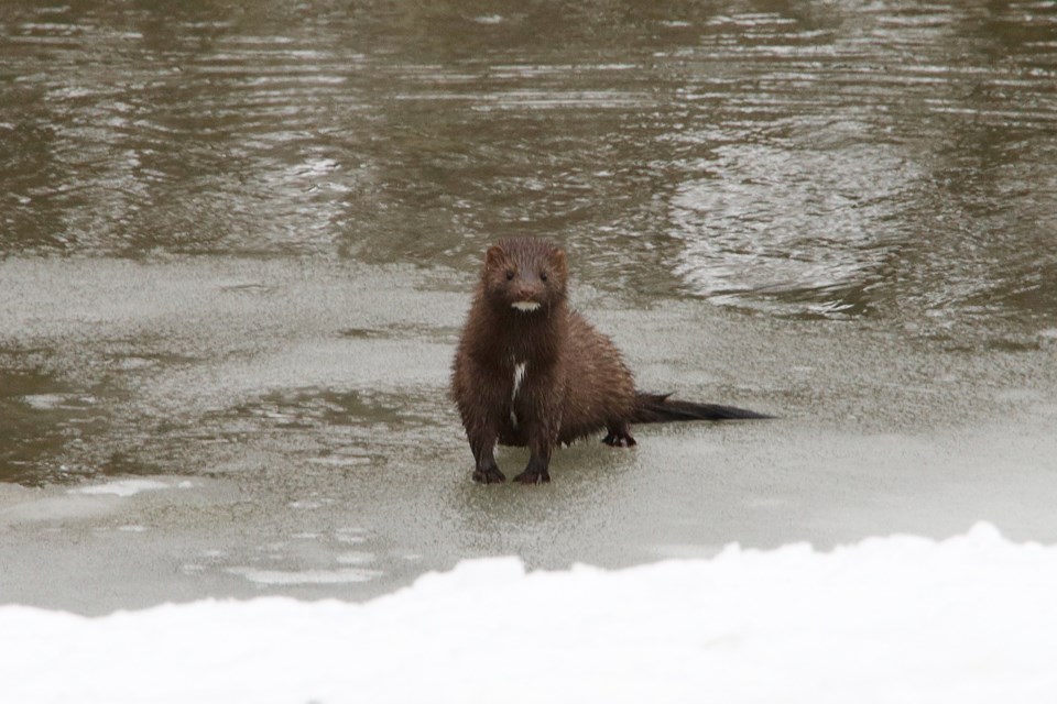 On the Tom Taylor trail just south of the Queen Street bridge, photographer Greg KIng pauses to look at what he initially thought was 
a large squirrel in the brush on the other side of the Holland River. When it crossed the river to check him out, he realized it was a mink.  Greg King for NewmarketToday