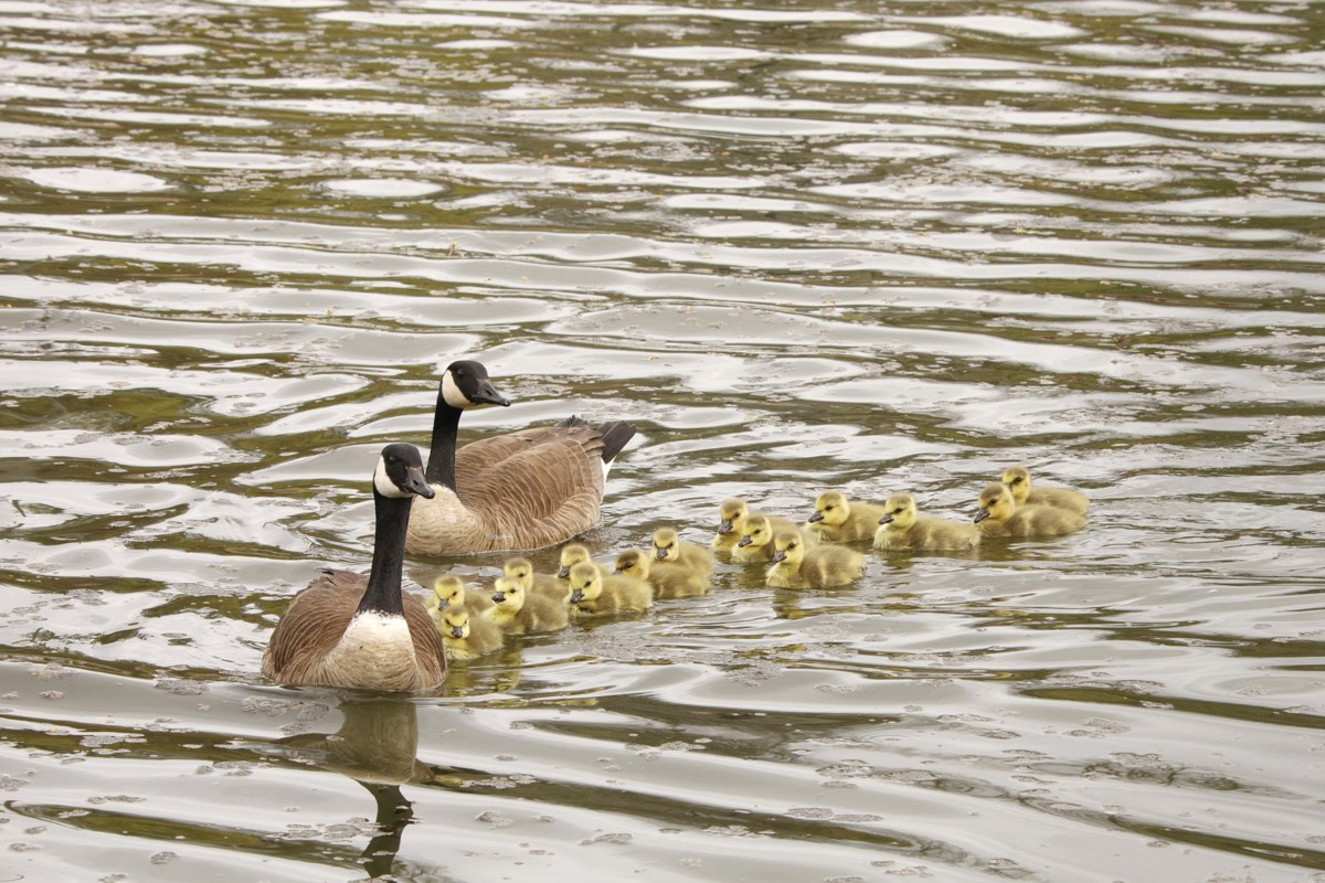 Take a gander at Newmarket's newest gaggle of goslings (24 photos ...