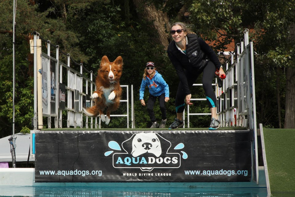 Aqua Dog Thea shows good form in her jump, entertaining dogs and dog lovers at Newmarket's annual festival New'bark'et this weekend.