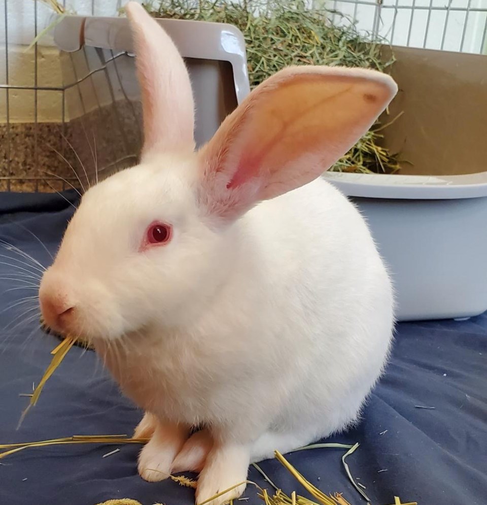 20240909-spca-rabbit