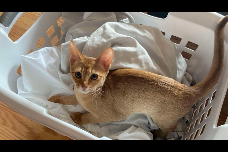 Nala, an Abyssinian kitten, ran out the back door of Kim Tanczos' home on Malvern Crescent in Newmarket on Oct. 2.