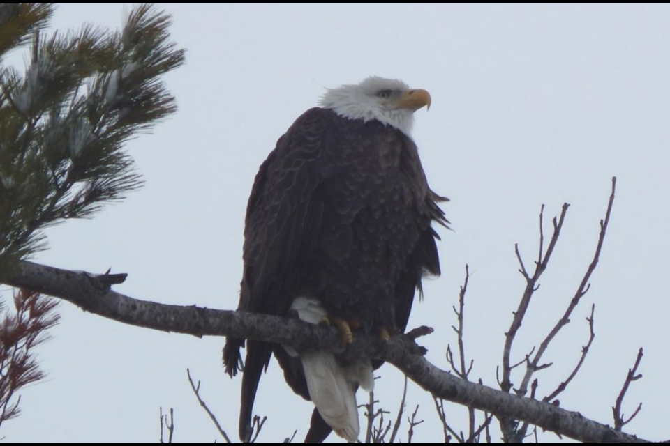 Twenty-one bald eagles were seen on count day Dec. 27, 2024.