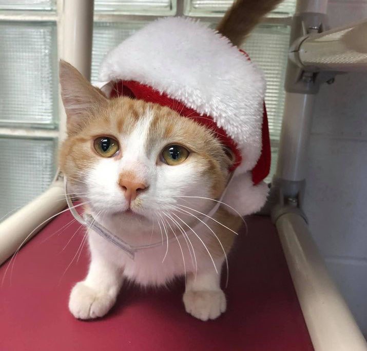 OSPCA launches holiday pet adoption campaign (5 photos) - Orillia News