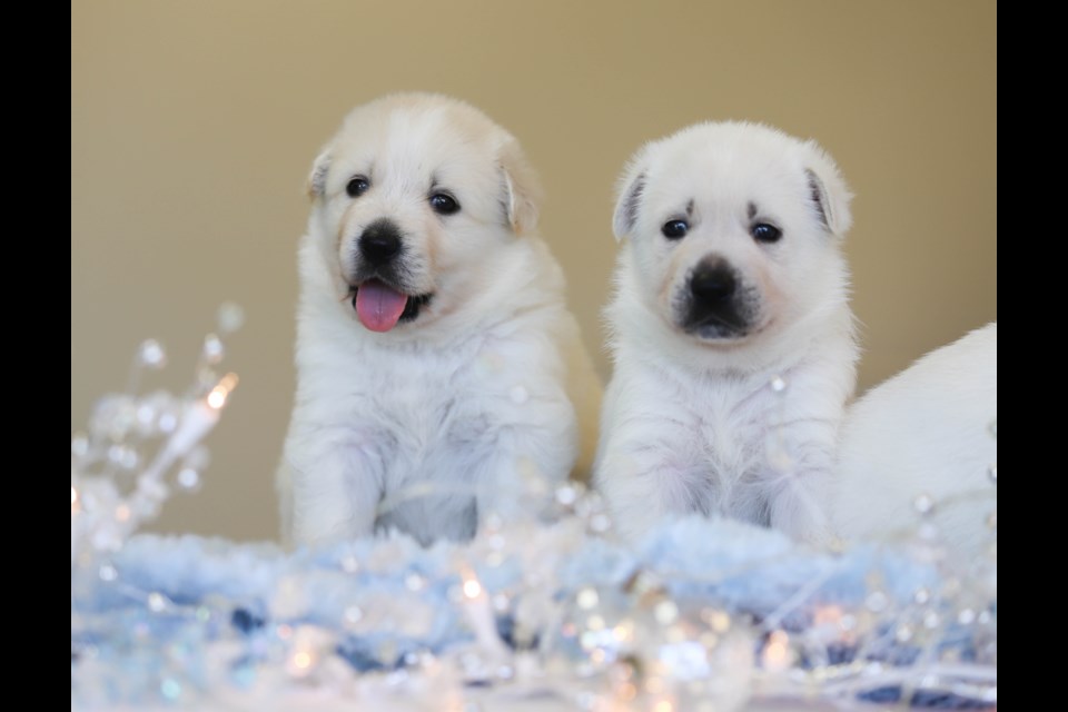 The Ontario SPCA and Humane Society’s iAdopt for the Holidays photo contest runs until Dec. 17  for the title of Ontario’s Cutest Adopted Animal.