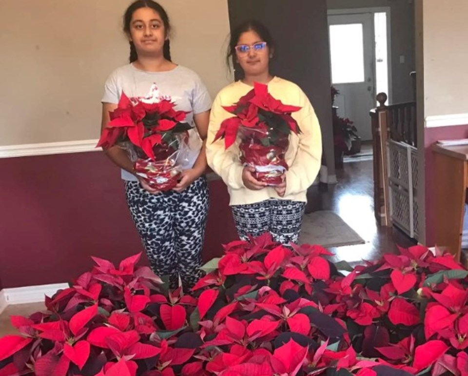 poinsettias