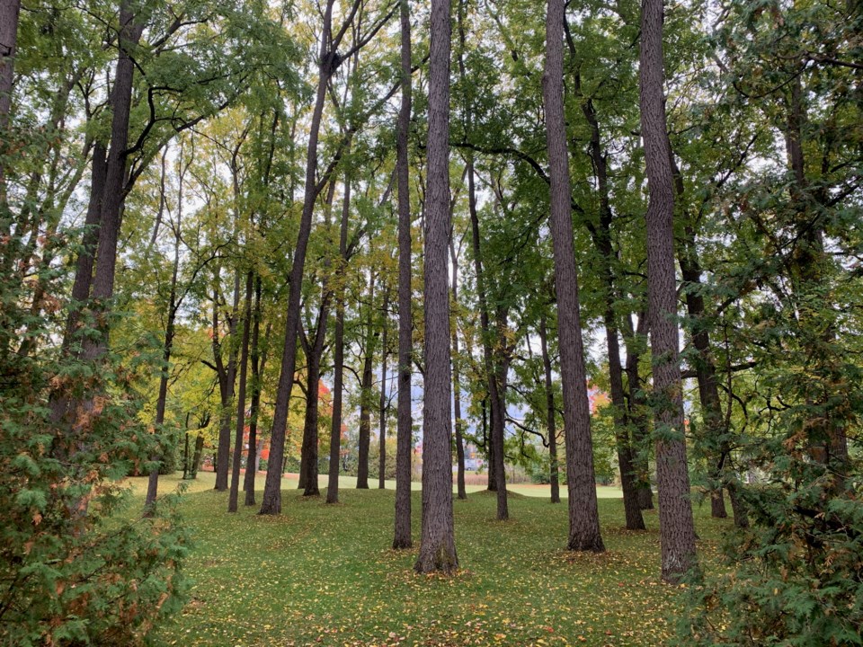 2020 10 03 Mulock property walnut trees DK