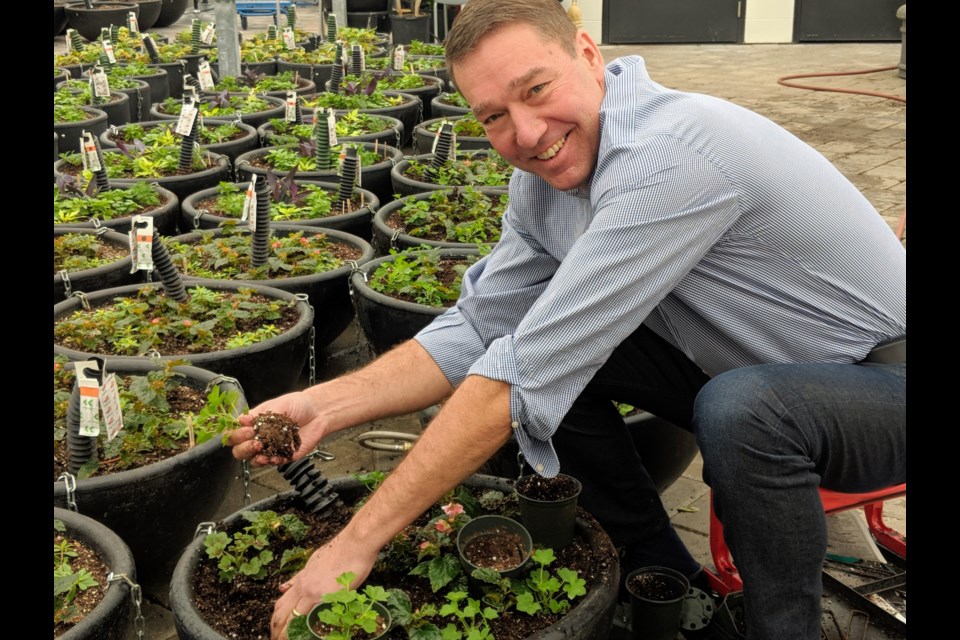 Mayor John Taylor gets his hands dirty as he plants one of the hanging flower baskets that will be rolled out across town in May. Kim Champion/NewmarketToday