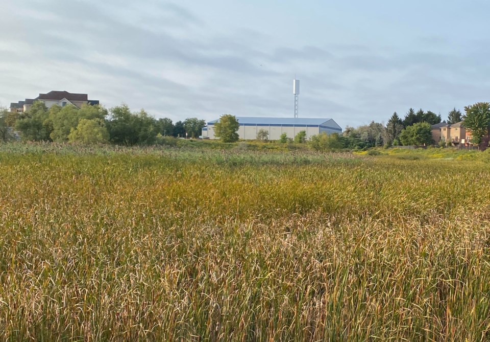 2021-09-27-Firefly Marsh Newmarket-JQ