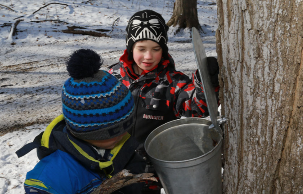 Sugarbush Maple Syrup Festival On Tap In Stouffville Woodbridge Newmarket News 2475