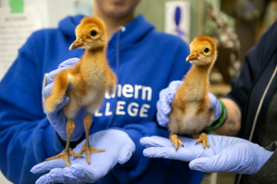 Shades of Hope Wildlife Refuge cares for native wildlife in the area and beyond/Photo supplied