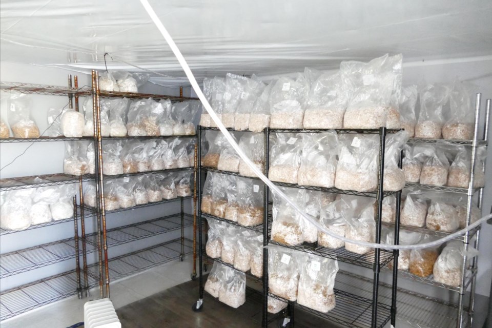 York Regional Poliice dismantled a magic mushroom lab in the Township of Puslinch.