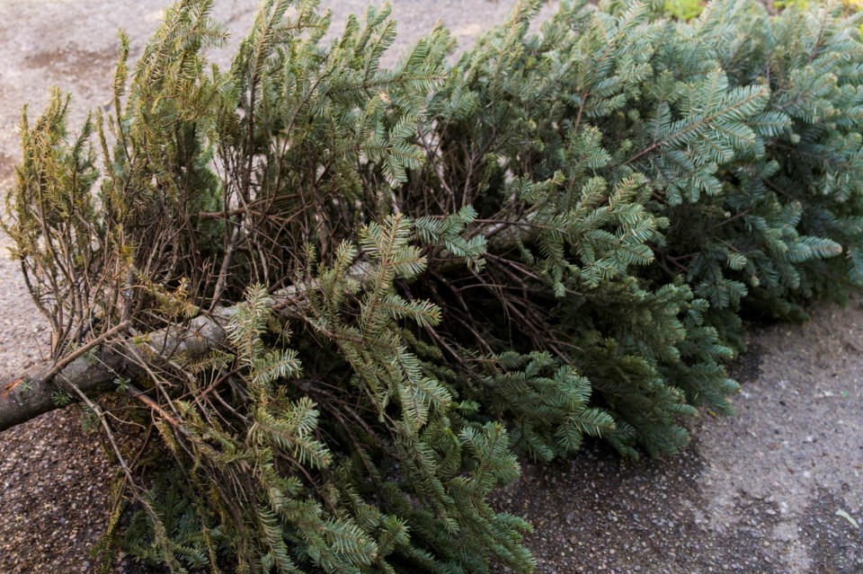 Newmarket picking up Christmas trees curbside Newmarket News