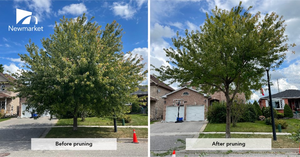 20240927-tree-pruning-jq