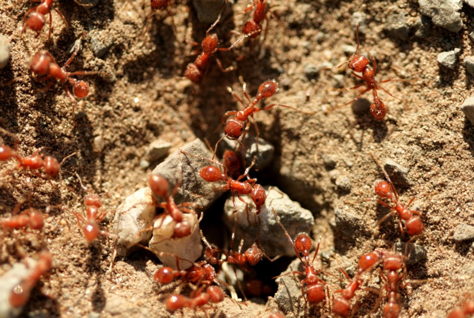 20240920-fire-ants