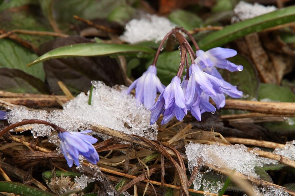 Spring flowers bravely bloom in yesterday's spring snowstorm. 