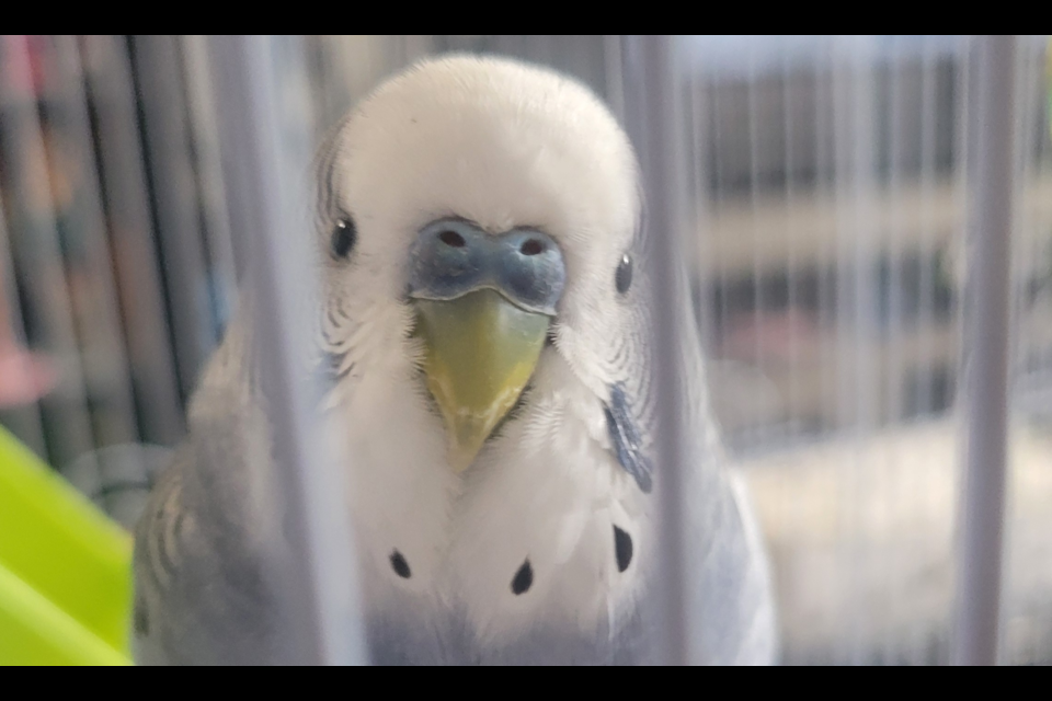 The bird, a budgie named Grim, got out around 3 p.m. Feb. 1 in the area of Cherrywood and Silverbirch Drive, near the intersection of Davis and Longford.