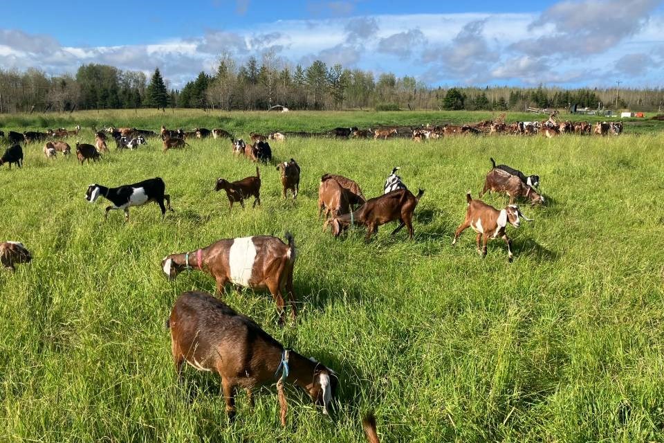 Goats enjoying turnout on the picturesque acreage at Nubians North goat farm in Porquis Junction.