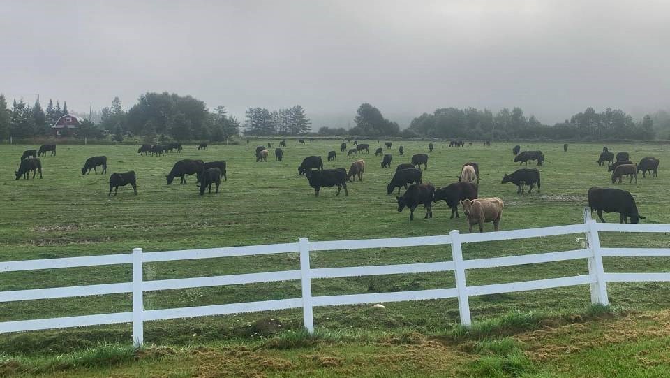 penokean_hills_farms_cattle_grazing