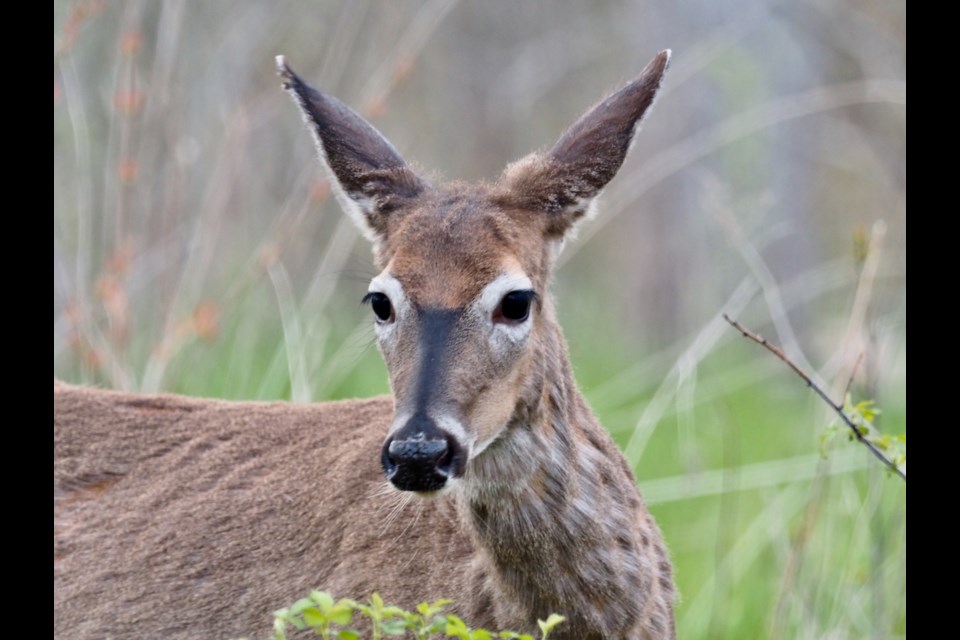 A cooperative deer at Niagara Shores Park allows a photograph.       