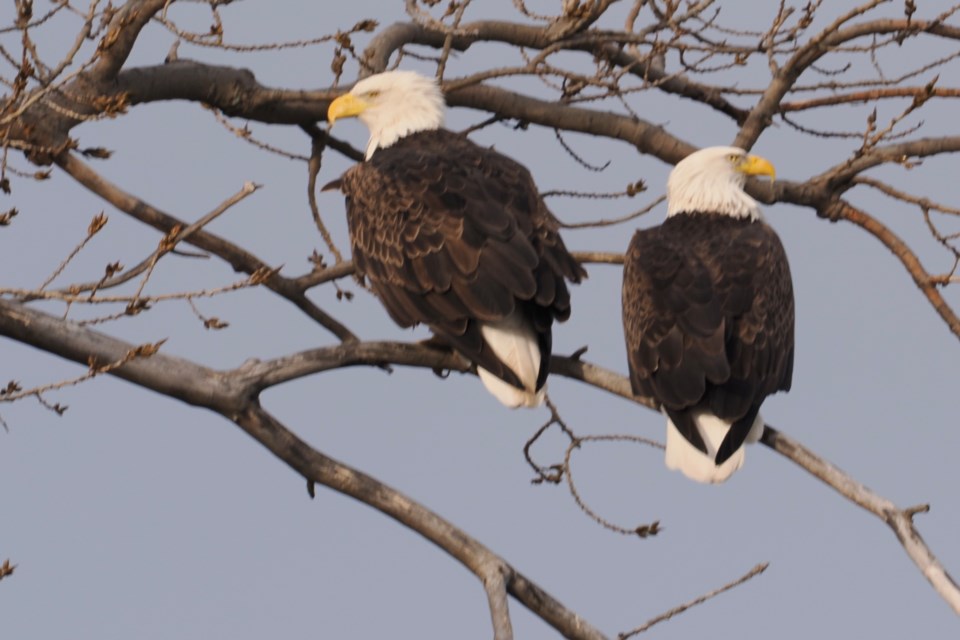 A recent sighting of a pair of bald eagles at Niagara Shores Park on Lakeshore Road.