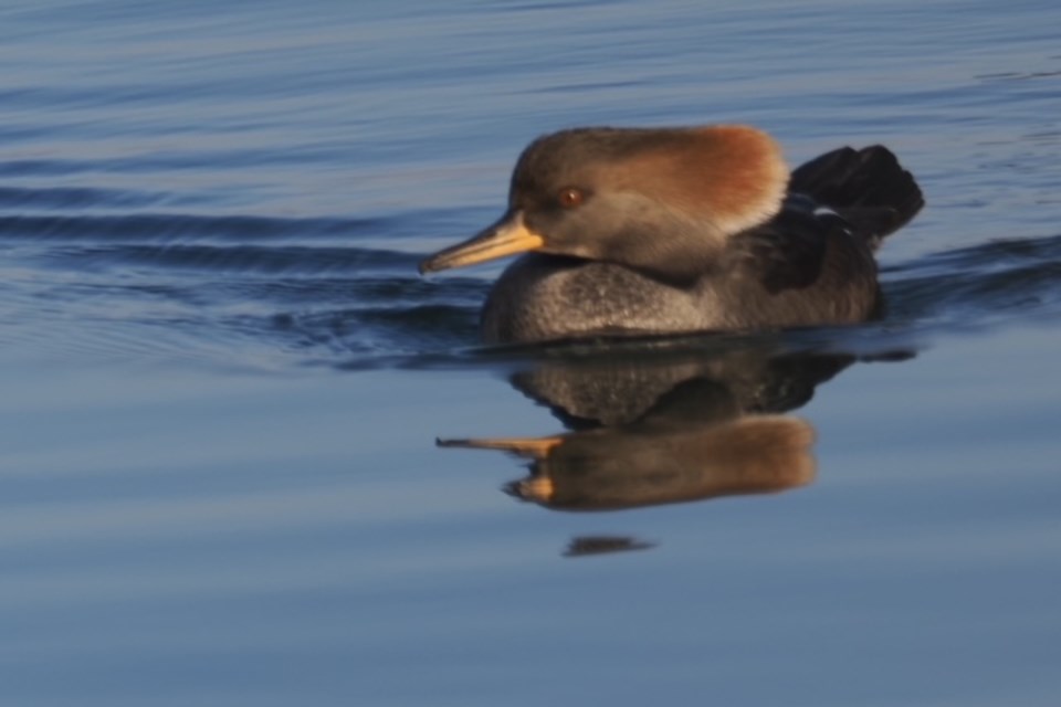 bird-3-hooded-merganser